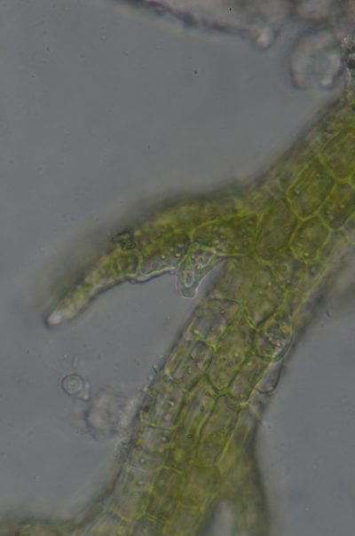 Cephaloziella spinigera, photographed by Randal