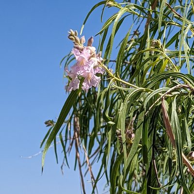 Chilopsis linearis, photographed by Dominic Gentilcore