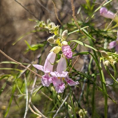 Chilopsis linearis, photographed by Dominic Gentilcore