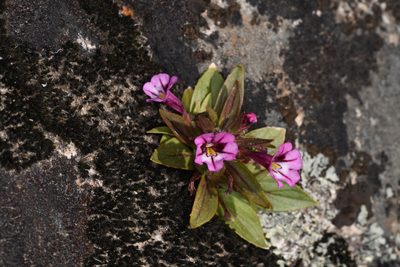 Diplacus graniticola, photographed by Trevor Van Loon