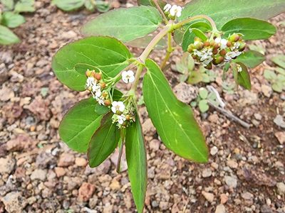 Euphorbia hypericifolia, photographed by Tyler Bishop