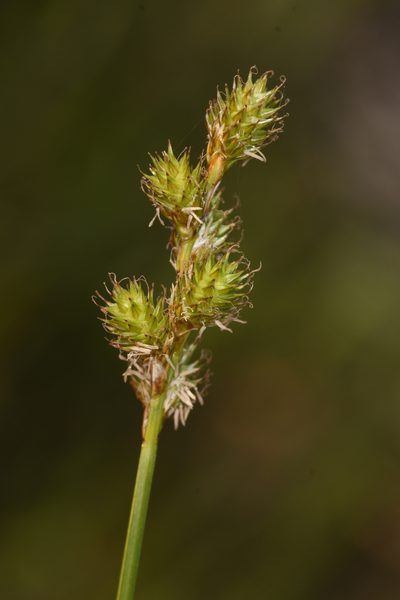 Carex feta, photographed by Trevor Van Loon