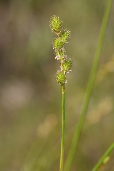 Carex feta, photographed by Trevor Van Loon