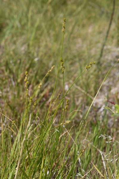 Carex feta, photographed by Trevor Van Loon