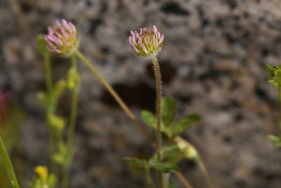 Trifolium microcephalum