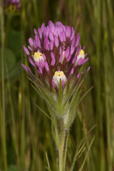 Castilleja lineariloba, photographed by Trevor Van Loon