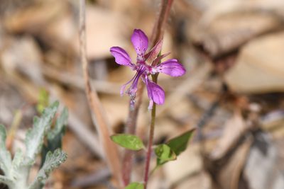 Clarkia rhomboidea, photographed by Trevor Van Loon