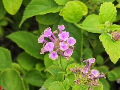 Lantana montevidensis, photographed by Tyler Bishop