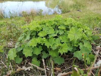 Alchemilla mollis, photographed by Jens-Christian Svenning