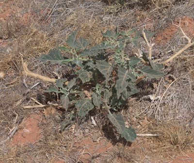Datura wrightii, photographed by Robert Webster