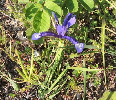 Iris sintenisii, photographed by katunchik