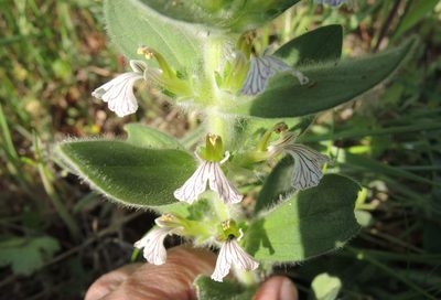Ajuga laxmannii, photographed by katunchik