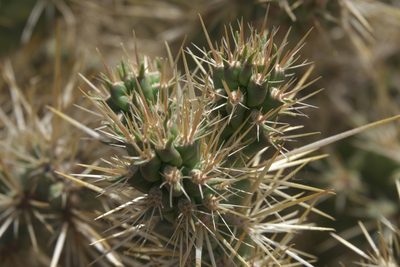 Cylindropuntia echinocarpa, photographed by Robert Webster