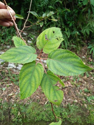 Actinidia latifolia, photographed by Cheng-Te Hsu