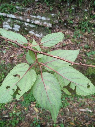 Actinidia latifolia, photographed by Cheng-Te Hsu