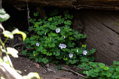 Oxalis incarnata, photographed by Jeremiah Degenhardt