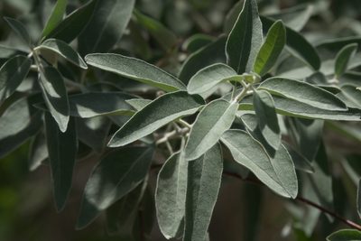 Elaeagnus angustifolia, photographed by Robert Webster