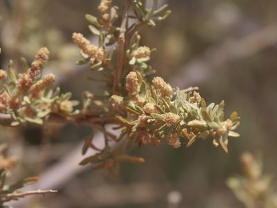 Atriplex canescens, photographed by Robert Webster