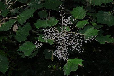 Sinopanax formosanus, photographed by Cheng-Te Hsu