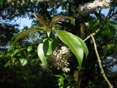 Ehretia longiflora, photographed by Cheng-Te Hsu