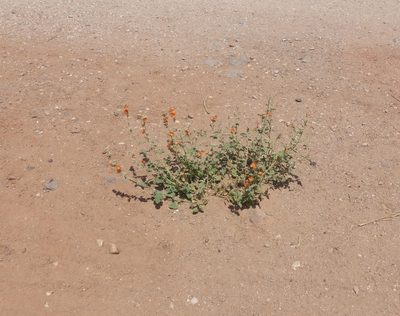 Sphaeralcea ambigua, photographed by Robert Webster