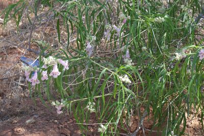 Chilopsis linearis, photographed by Robert Webster