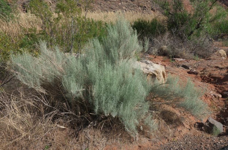 Artemisia filifolia, photographed by Robert Webster