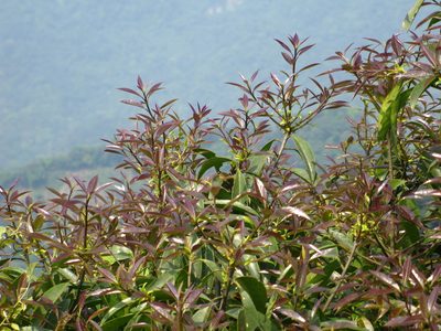 Symplocos theophrastifolia, photographed by Cheng-Te Hsu