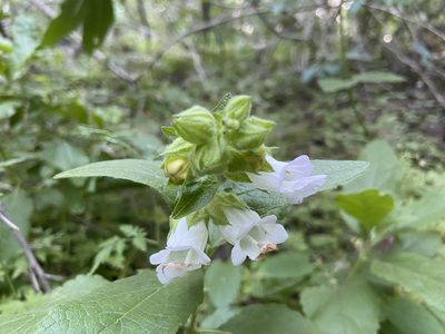 Lepechinia calycina