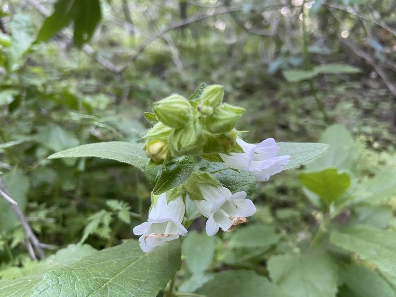 Lepechinia calycina, photographed by Annette Herz