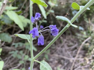 Solanum umbelliferum, photographed by Annette Herz