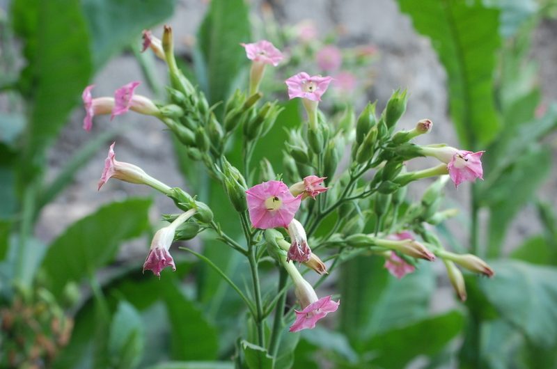 Nicotiana tabacum, photographed by Carlo Brescia
