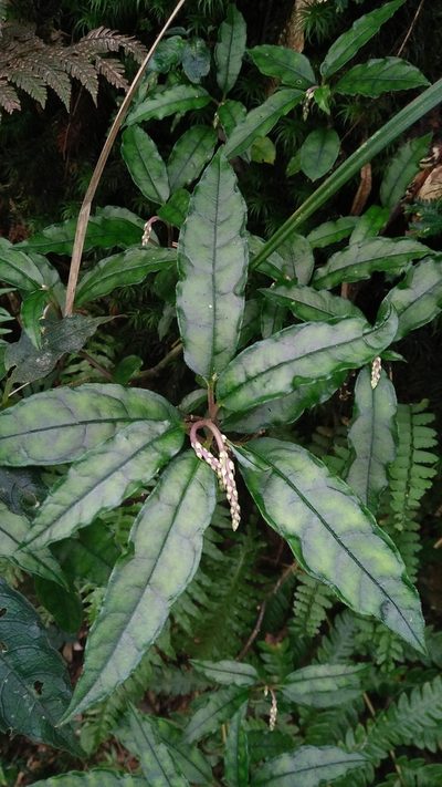 Polygala arcuata, photographed by Cheng-Te Hsu