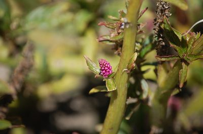 Phytolacca bogotensis, photographed by Carlo Brescia