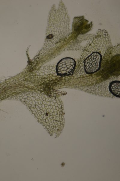 Calypogeia sphagnicola, photographed by Randal