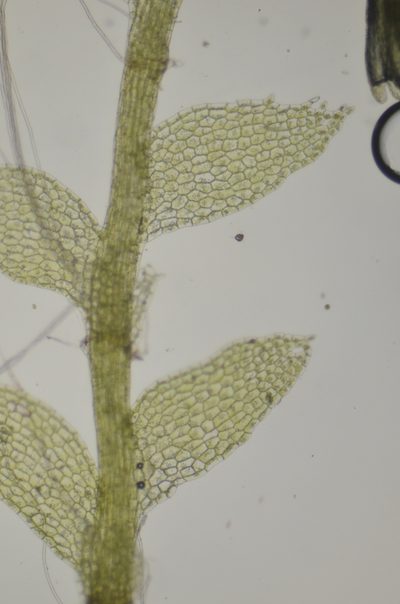 Calypogeia sphagnicola, photographed by Randal