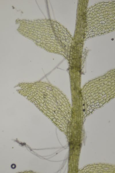 Calypogeia sphagnicola, photographed by Randal