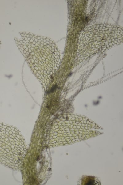 Calypogeia sphagnicola, photographed by Randal