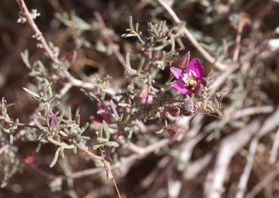 Krameria erecta, photographed by Robert Webster