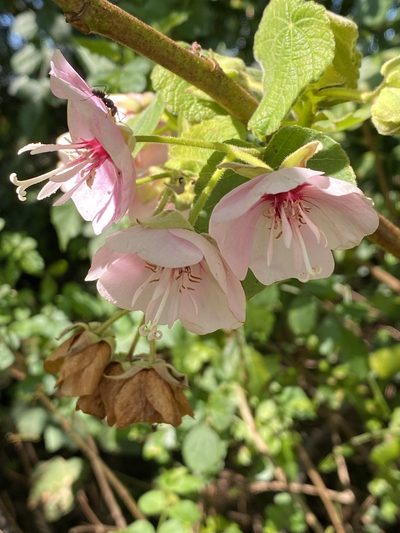 Dombeya burgessiae, photographed by Jean-Paul Boerekamps