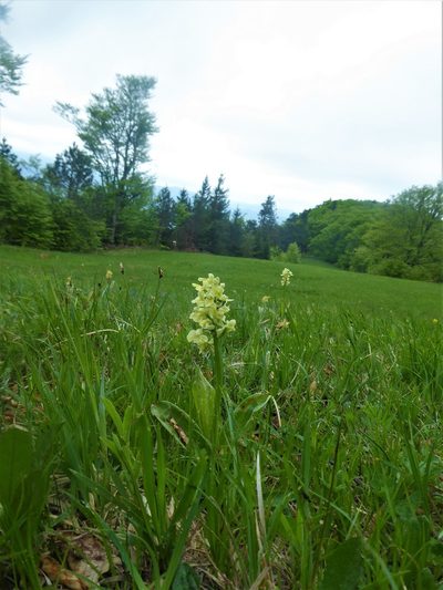 Orchis pallens, photographed by Michael Andresek