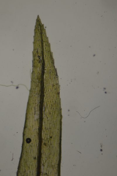 Pohlia longibracteata, photographed by Randal