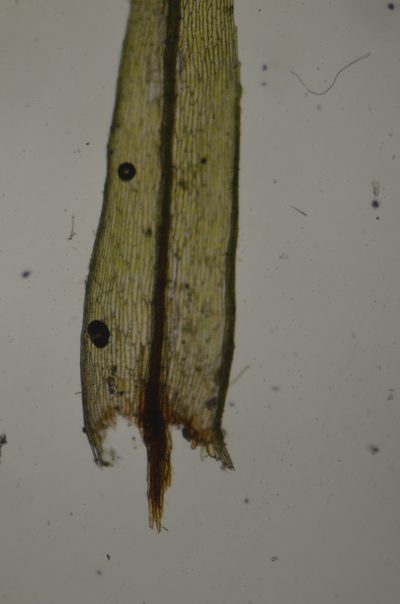 Pohlia longibracteata, photographed by Randal