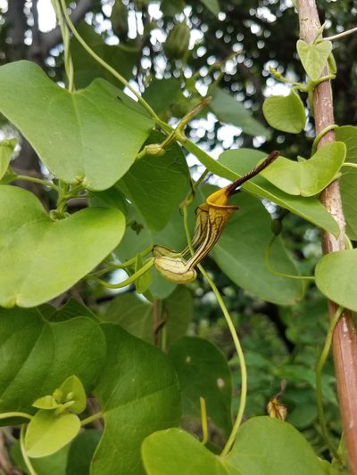 Aristolochia anguicida, photographed by geralg