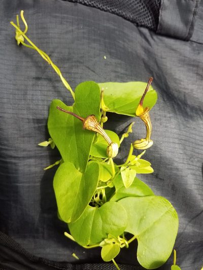 Aristolochia anguicida, photographed by geralg