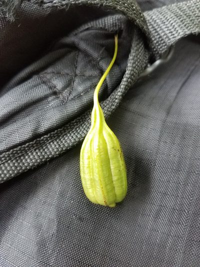 Aristolochia maxima, photographed by geralg