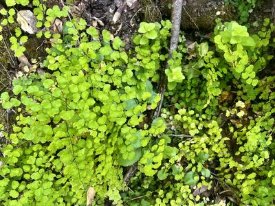Adiantum jordanii, photographed by Chuck Wilson