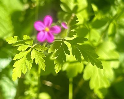 Geranium purpureum, photographed by Chuck Wilson