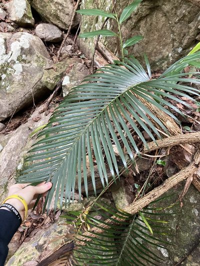 Lepidozamia peroffskyana, photographed by Thomas Mesaglio
