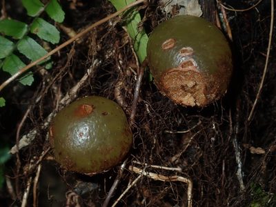 Nephrolepis cordifolia, photographed by Thomas Mesaglio
